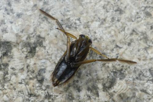 Notonecta maculata